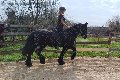 Foto Trans Annunci Treviso Valeria - 74