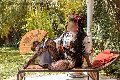 Foto Transescort Annunci Firenze Diana Ferraz - 59