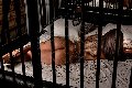 Foto Transescort Annunci Parma Bruna Xxl - 55