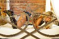 Foto Transescort Annunci Parma Monica Kicelly - 25